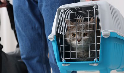 Cats Protection criticises 'disturbing' TfL video